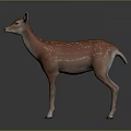 Young Fawn With Brown Coat And White Spots Standing On Dark Background Reflected On Ground