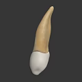 Anatomical Human Tooth Organ 3D Model with White Root and Yellow Crown Structure 3d model