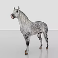 Gray And White Spotted Horse With Long White Mane Standing On Gray Background 3d model
