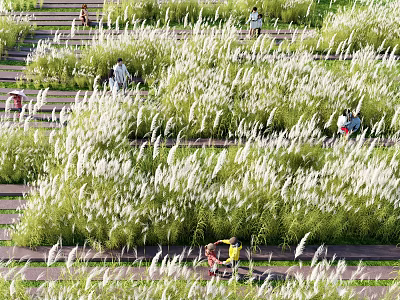 Tall White Ornamental Grasses In Urban Park Stepped Area With People Strolling 3d model
