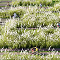 Tall White Ornamental Grasses In Urban Park Stepped Area With People Strolling