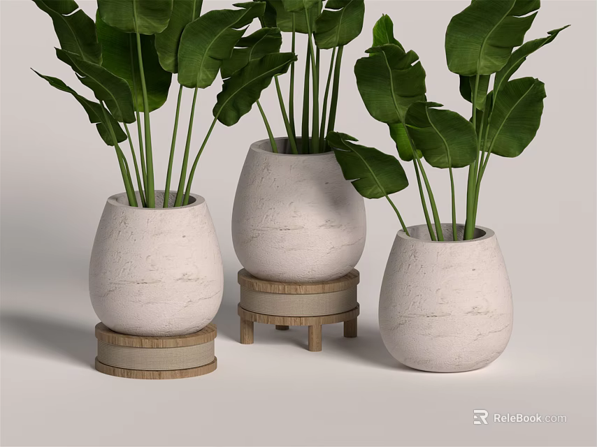 Bonsai Potted Plants With White Ceramic Pots And Wooden Stands For Indoor Decoration 3d model 
