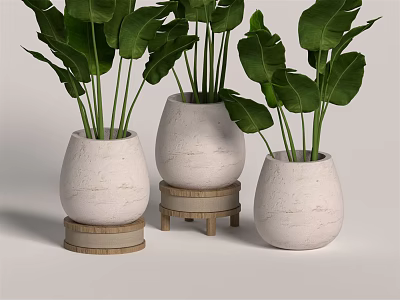 Bonsai Potted Plants With White Ceramic Pots And Wooden Stands For Indoor Decoration 3d model