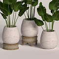 Bonsai Potted Plants With White Ceramic Pots And Wooden Stands For Indoor Decoration