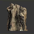 Weathered Plant Tree Trunk With Natural Texture Brown Blue Colors On Gray Background Reflection