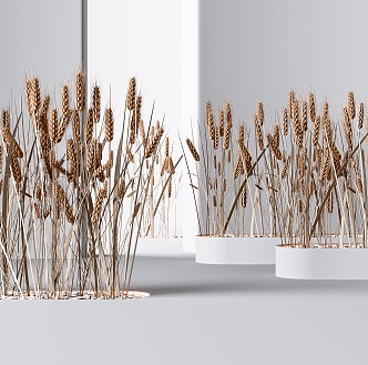 Modern Wheat Ear Plant 3d model