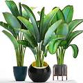 Beautiful Potted Plants With Large Green Leaves In Stylish Decorative Pots