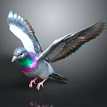 Pigeon Spreading Wings With Iridescent Blue Purple Green Feathers And Gray Wings On Dark Background
