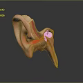 Human Ear Anatomy 3D Model Showing Internal Structures And Detailed Medical View