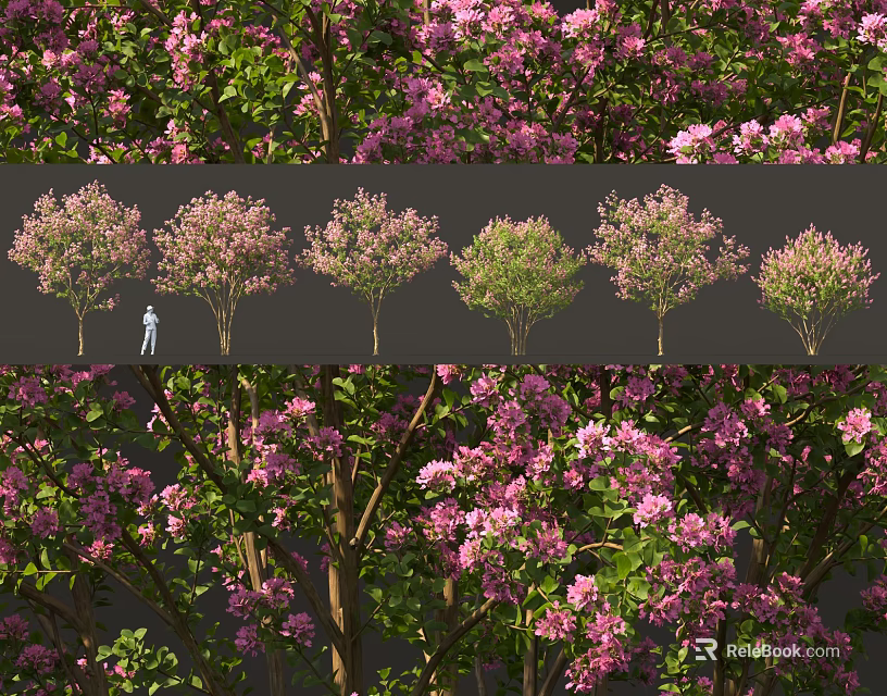 Flowering Trees With Pink Blossoms Showing Different Growth Stages And Foliage Shapes 3d model 