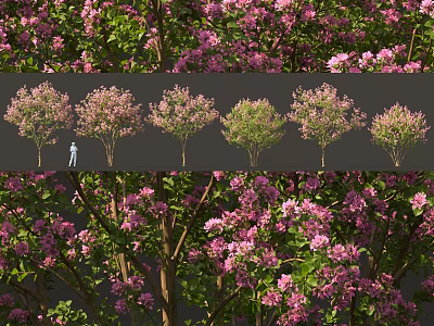 Flowering Trees With Pink Blossoms Showing Different Growth Stages And Foliage Shapes 3d model