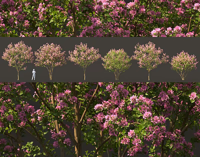 Flowering Trees With Pink Blossoms Showing Different Growth Stages And Foliage Shapes 3d model