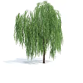 Weeping Willow Tree With Long Drooping Branches Lush Green Leaves And Brown Trunk 3d model