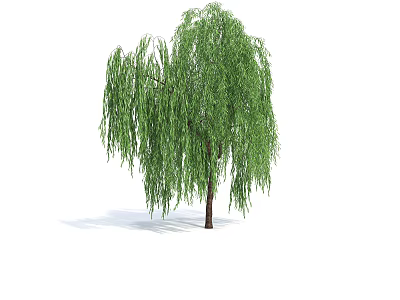 Weeping Willow Tree With Long Drooping Branches Lush Green Leaves And Brown Trunk 3d model
