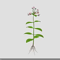 Healthy Green Stem Plant With Pink Flowers Fresh Green Leaves And White Roots