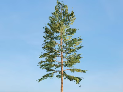 Tall Arbor With Lush Green Leaves Standing Against Clear Blue Sky 3d model