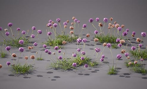 modern carnation 3d model