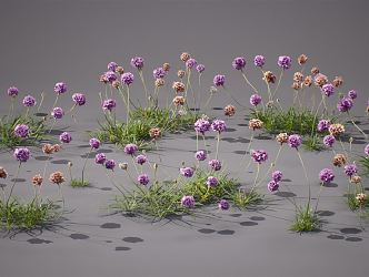 modern carnation 3d model