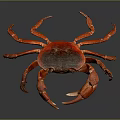 Red Crab With Shiny Shell And Extended Claws On Dark Background