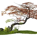 Graceful Arbor Tree with Red Brown Leaves Curved Branches Green Grass Rocks and Small Plants