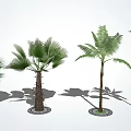 Various Palm Tree Species In Garden With Green Leaves And Shadow
