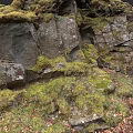 Natural Micro Terrain With Moss Covered Rocks Green Grass And Fallen Leaves