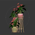 Anthurium Plants With Pink Blooms And Green Leaves In Wicker Pots On Bamboo Stands