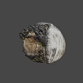 Textured Spiral Seashell With Natural Rock Like Base On Gray Background