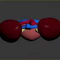 3D Medical Anatomy Model of Human Kidneys Bladder and Blood Vessels Structure