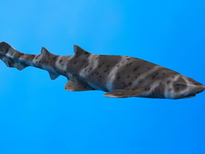 Shark Swimming in Blue Water Background with Distinctive Spotted Skin Patterns 3d model