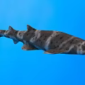 Shark Swimming in Blue Water Background with Distinctive Spotted Skin Patterns