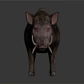 Wild Boar With Long Tusks Dark Skin And Rough Fur On White Background