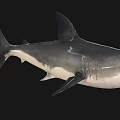 Realistic Large Grey Shark With Open Mouth Sharp Teeth And Dorsal Fin On Black Background