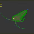 Orange Segmented Marine Creature with Long Antennae and Multiple Legs on Dark Background Showing Reflection