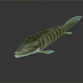 Striped Green Brown Fish With Light Green Tail And Fins On Dark Background With Reflection