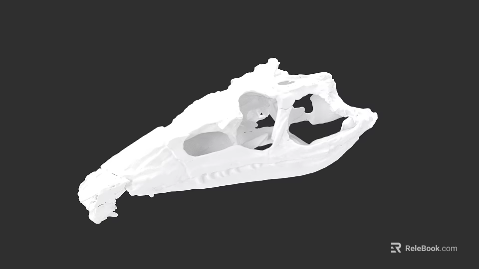 Reptile Skeleton 3D Model Displaying Detailed Anatomical Structure In White 3d model
