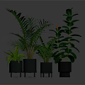 Various Green Indoor Plants In Modern Gray Pots For Home Decoration