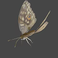 Game Movie Character Butterfly Featuring Intricate Wing Patterns And 3D Render Design 3d model