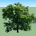 Healthy Tall Arbor With Lush Green Canopy And Thick Strong Trunk