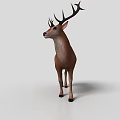 Three Brown Deer 3D Models With Large Antlers Standing On White Surface 3d model