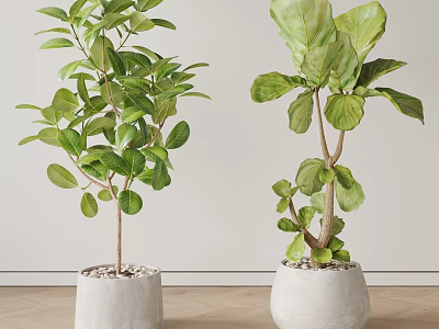 Leafy Green Potted Plants In White Concrete Pots For Indoor Modern Interior With Wooden Floor 3d model