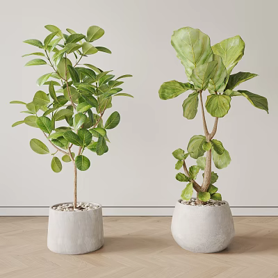 Leafy Green Potted Plants In White Concrete Pots For Indoor Modern Interior With Wooden Floor 3d model