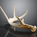 Animal Wall Decor with Natural Antler Design for Rustic Home Decoration