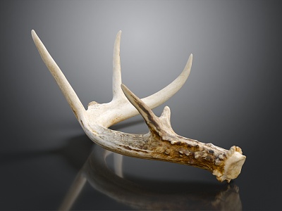 modern antlers white-tailed deer antlers deer bones 3d model