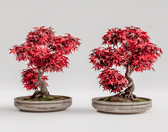 New Chinese Bonsai 3d model