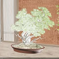 Indoor Pine Bonsai Tree With Twisted Trunk In Brown Pot On Wooden Floor