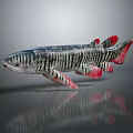 Showcased Aquatic Freshwater Fish With Black Stripes Red Fins And Elongated Body