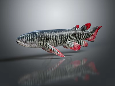 Showcased Aquatic Freshwater Fish With Black Stripes Red Fins And Elongated Body 3d model