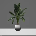 Lush Green Potted Bonsai Plant With Large Leaves In Gradient Vase