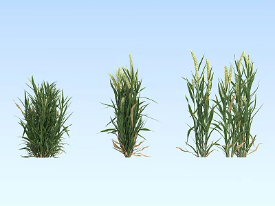 Green Herbaceous Plants in Three Clusters with Different Growth Forms Against Light Blue Sky Background 3d model